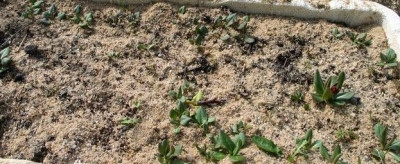 primula-m.ax2.jpg