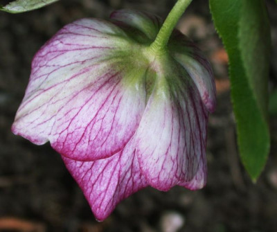 DSCN1786002.jpg