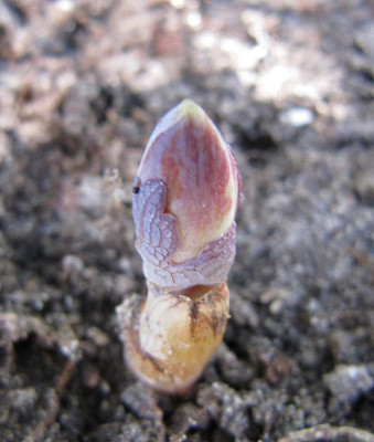 Sanguinaria_canadensis_120324.jpg