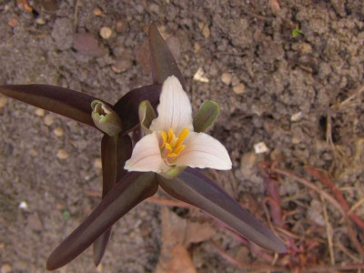 DSC02622_Trillium_pusillum-kl.jpg