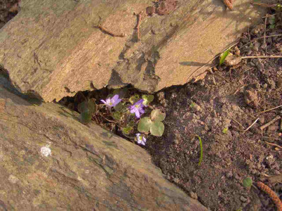 DSC02629_Hepatica-kl-1.jpg