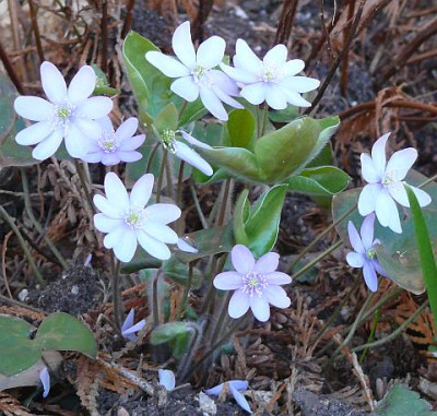 Hep_n_2012-03-23_643k.jpg