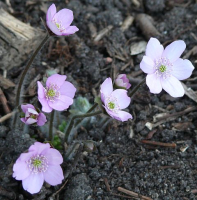 Hep_2012-03-24_708k.jpg