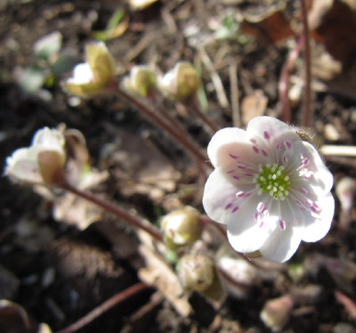 Sanssoucis_120325.jpg