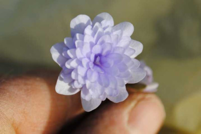 hepstica_004.JPG