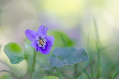 Veilchen-violett-Mar2512.jpg