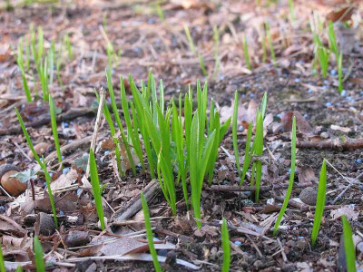 Scilla_amoena_20.3._12_ue.jpg