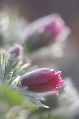 Pulsatilla1.web.jpg