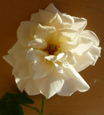 FDxBB2_09.JPG