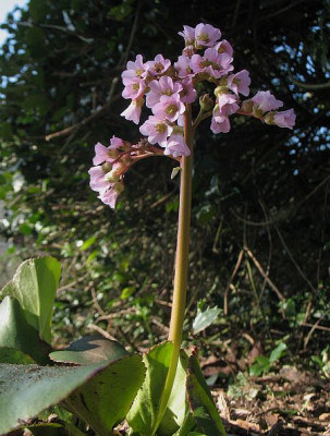 IMG_5170_Bergenia_Hybride.jpg