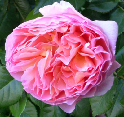 abrahamdarby2005.jpg