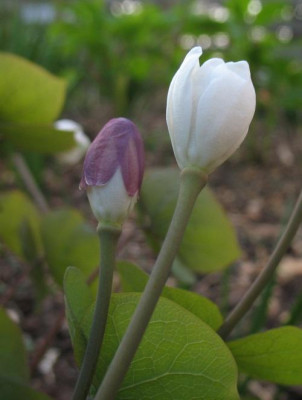 IMG_5178_Jeffersonia_diphylla.jpg