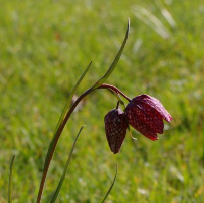 K800_20120328_9.JPG