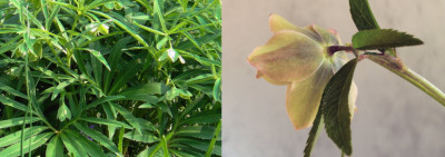 Helleborus_dumetorum_xA.jpg