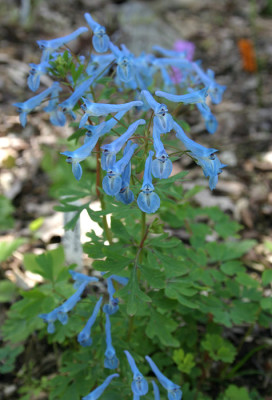 IMG_0386_eCorydalis_cashmeriana.JPG