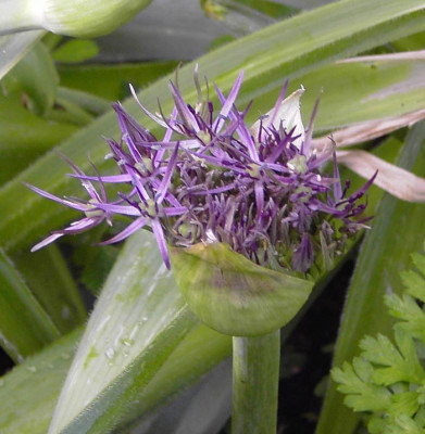 Allium_christopii_Aufbruch.jpg