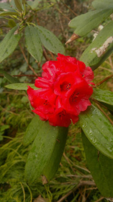 290320121708R._ochraceum_CH_7052_-_Kopie.jpg