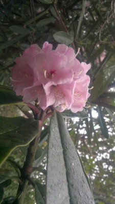 290320121723R.uvarifolium_Yangtse_Bend_-_Kopie.jpg