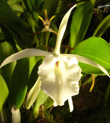 Rhyncholaelia_glauca_800x800_80KB.jpg