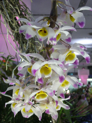 Dendrobium_wardianum_800x800_80KB.jpg
