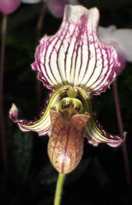 Paphiopedilum_fairrieanum_800x800_80KB.jpg