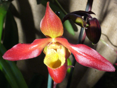 Phragmipedium_2_800x800_80KB.jpg