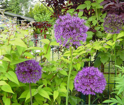 Allium_aflatuense_1.jpg
