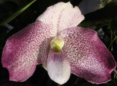 Paphiopedilum_Woessner_Vietnam_Beauty_800x800_80KB.jpg