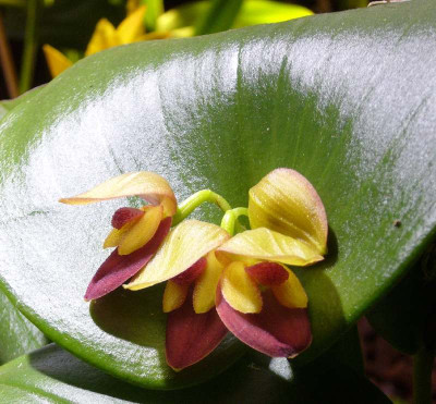 Pleurothallis_marthae_800x800_80KB.jpg
