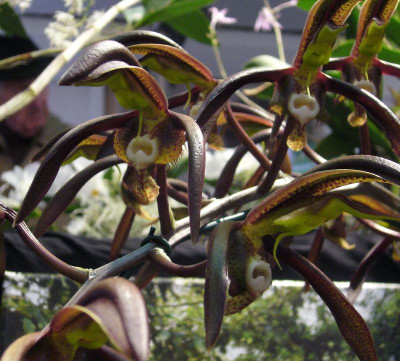 Catasetum_saccatum_800x800_80KB.jpg