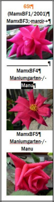 Mamy_BlueXBright_Fire.jpg
