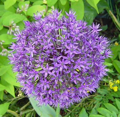 Allium_aflatuense_2.jpg