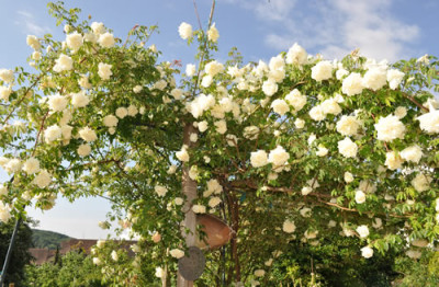 Parks_Yellow_Tea_Scented_China_21__3458.jpg