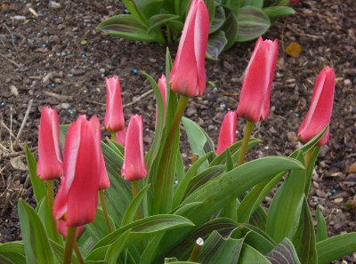 Tulipa_Hearts_Delight_800x800_80KB.jpg