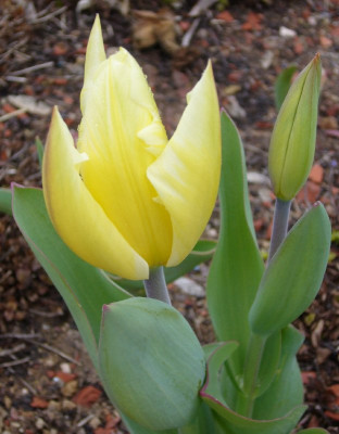 Tulipa_2_800x800_80KB.jpg