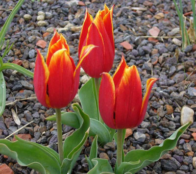 Tulipa_1_800x800_80KB.jpg