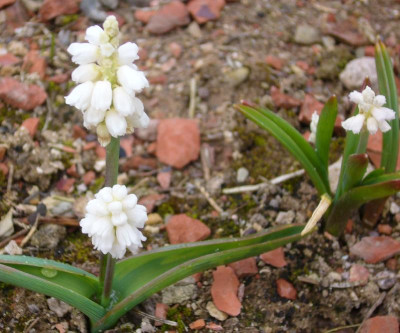 Muscari_800x800_80KB.jpg
