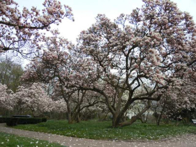 Magnolienhain_Bayrisch_Nizza_003.JPG