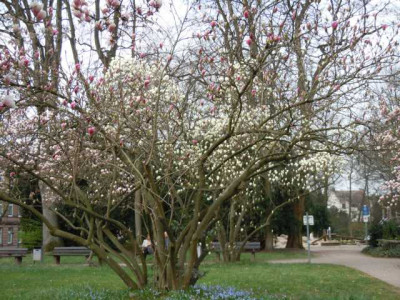 Magnolienhain_Bayrisch_Nizza_006.JPG