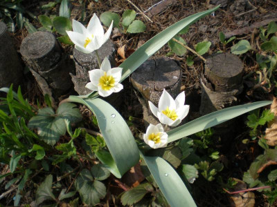 GP_Tulipa_biflora_2012e.jpg