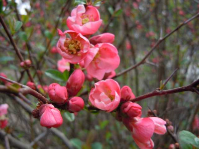 Magnolienhain_Bayrisch_Nizza_005.JPG