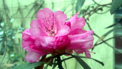 300320121736R.arboreum_ssp.cinnamoneum_var.cinnnamoneum_Bu101_-_Kopie.jpg