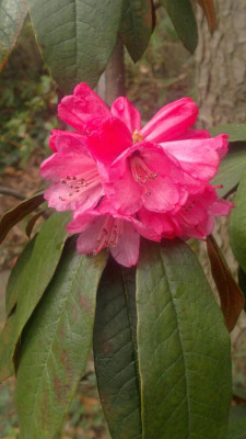 300320121735R.arboreum_ssp.cinnamoneum_var.cinnnamoneum_Bu102_-_Kopie.jpg