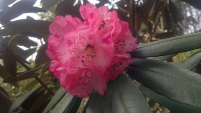 300320121748R.arboreum_ssp.cinnamoneum_var.roseum_Bu124.jpg