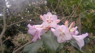 300320121755R.rubiginosum_-_Kopie.jpg