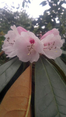 300320121749R.fulvum_H.P._Cox_-_Kopie.jpg