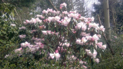 300320121742R.coeloneurum_-_Kopie.jpg