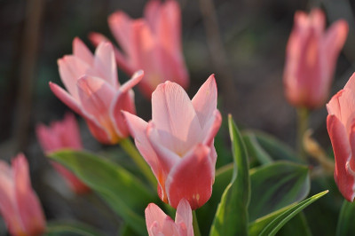 Tulpensamling.jpg