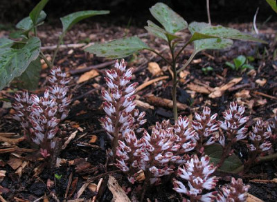 IMG_5201_Pachysandra_spec.jpg