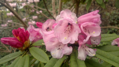 310320121769R.pachytrichum_C.5001_-_Kopie.jpg